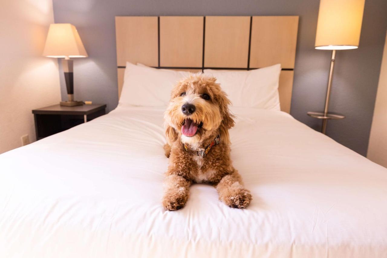 Sonesta Simply Suites Detroit Ανν Άρμπορ Εξωτερικό φωτογραφία